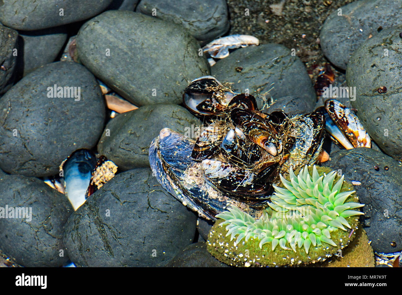 Lava cobblestone, California mussels and sea anemone found in tide pool at Yaquina Head State Park in Newport, Oregon Stock Photo