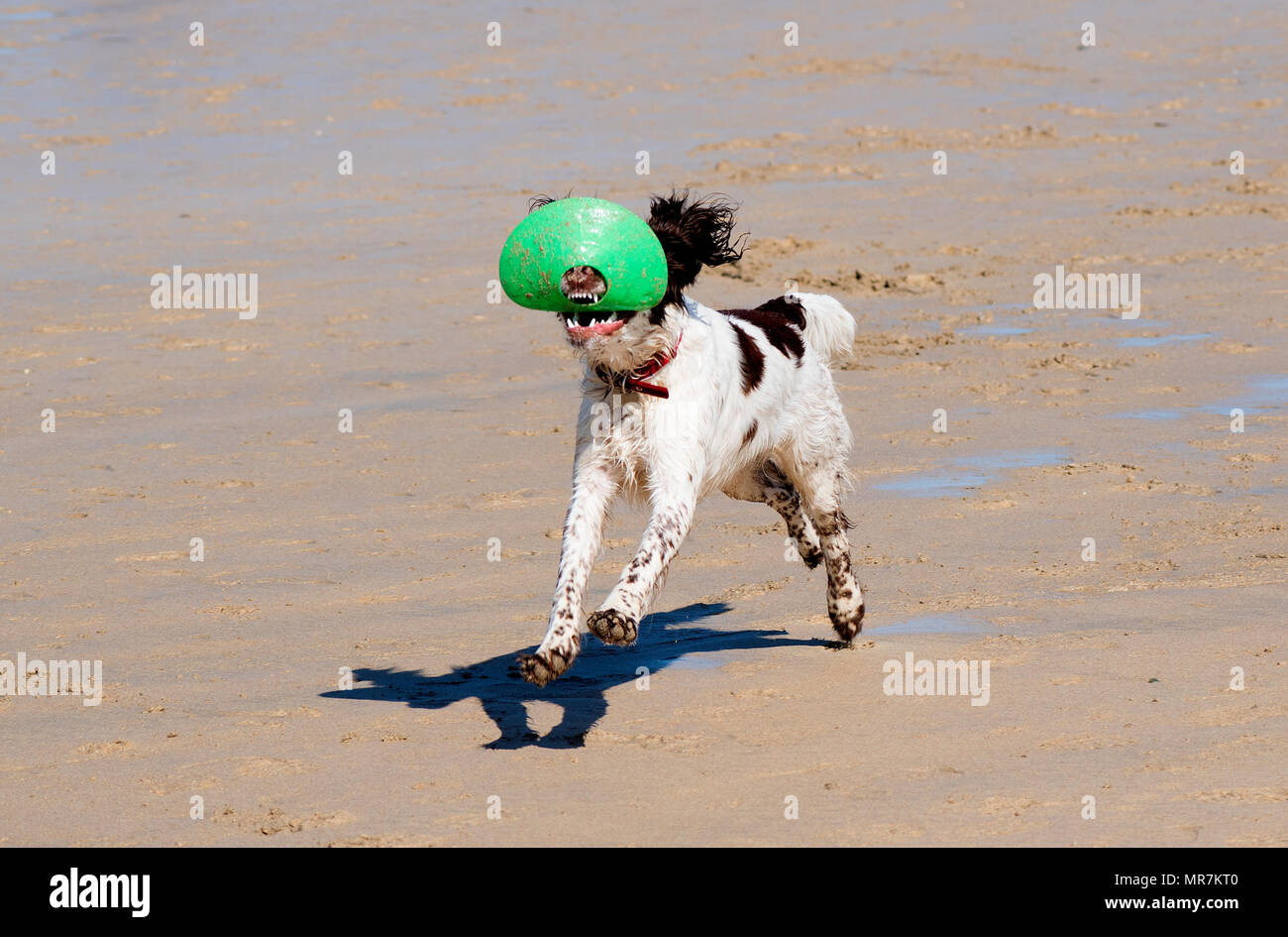 springer spaniel running on beach Stock Photo