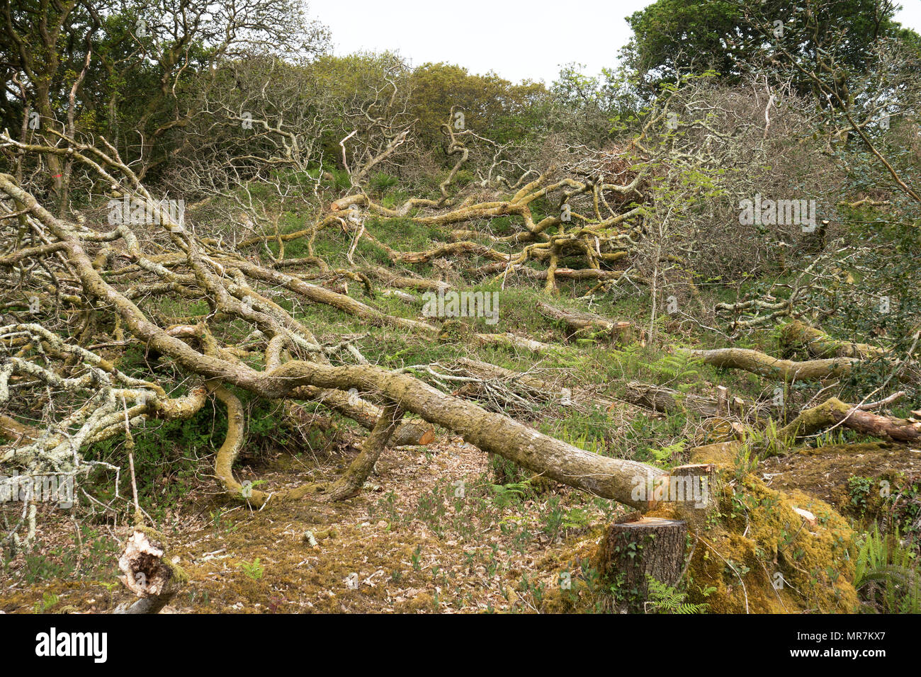 ancient woodland clearance, tree felling coppicing at unity woods, cornwall, england, britain, uk. Stock Photo