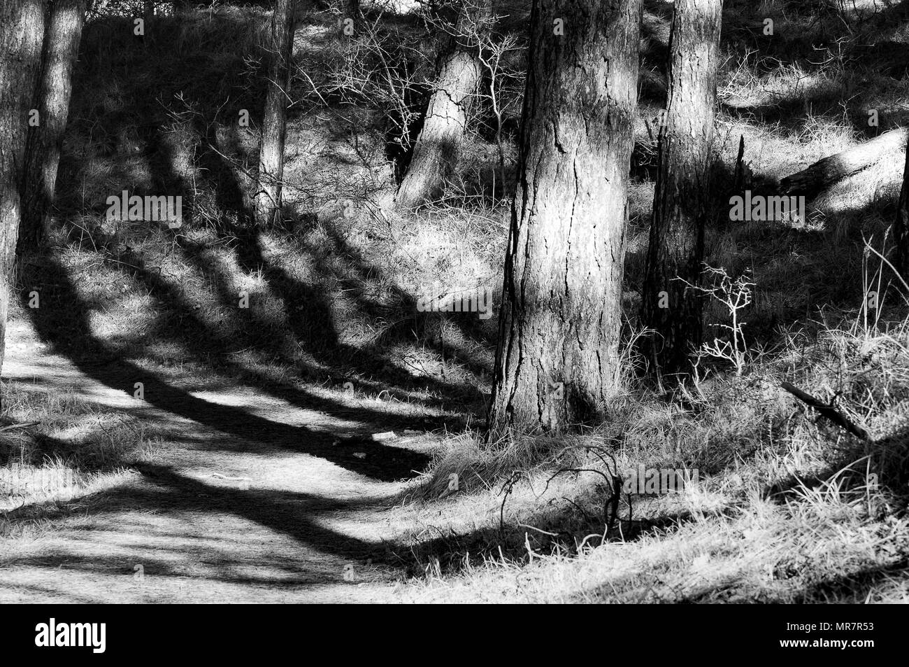 black white photo of trees and their shadows Stock Photo