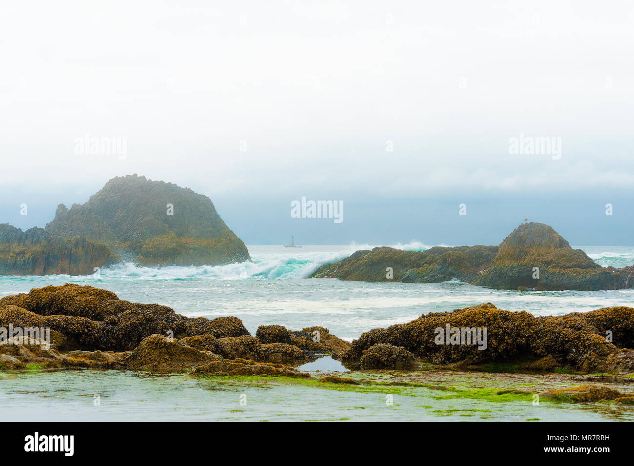 A fishing boat can be seen in the fog beyond the intertidal rocks along ...