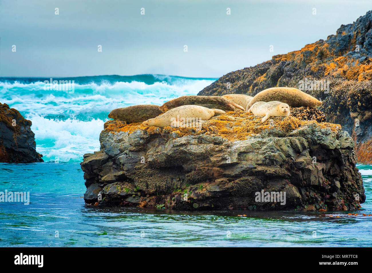 Seal rock oregon hires stock photography and images Alamy