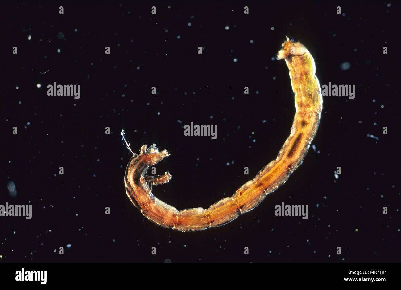 Larve of chironomids.Fly.Insect.Invertebrate.Optic microscopy Stock Photo