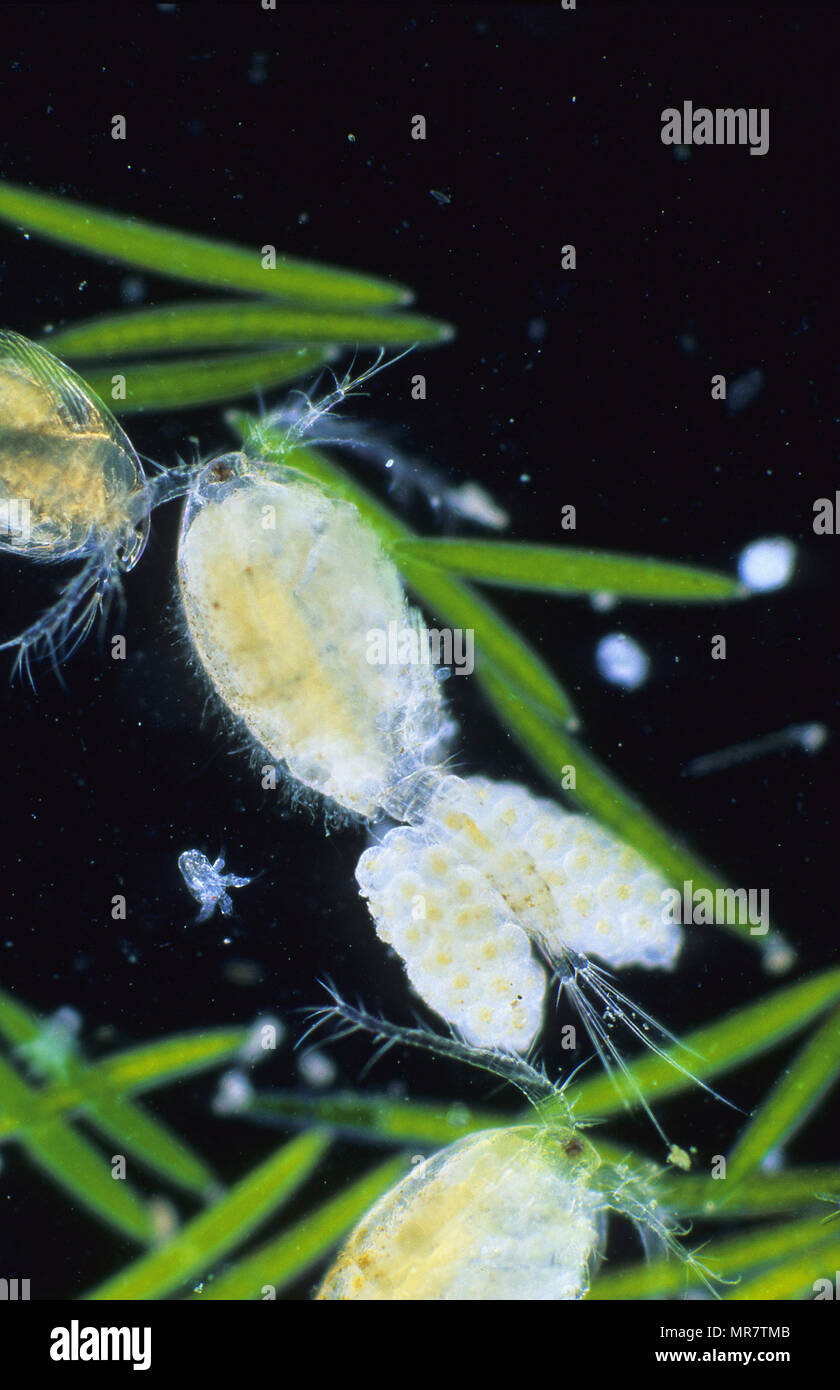 Copepod with eggs. .Crustacean.Invertebrate.Optic Microscopy Stock Photo