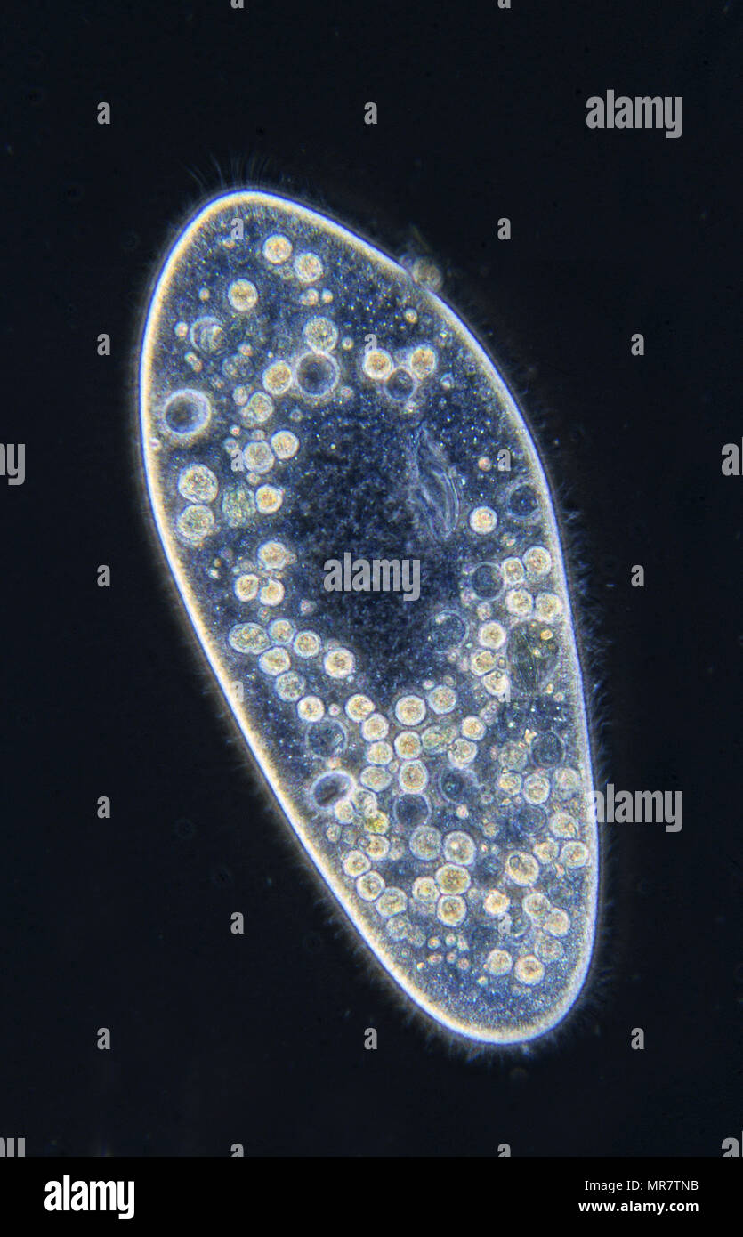 Paramecium.Ciliata.Protozoans.Optic microscopy Stock Photo