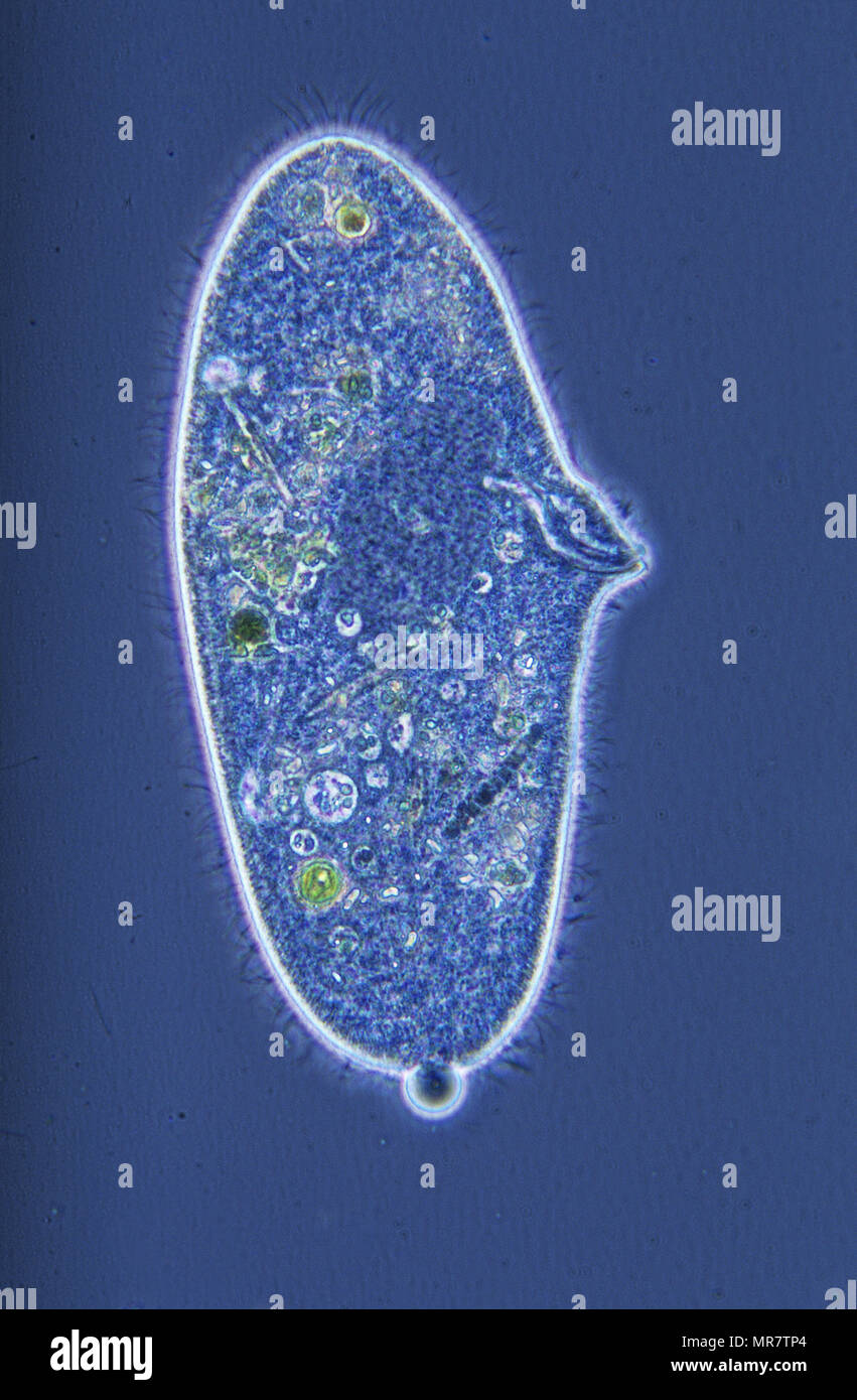 Paramecium.Ciliata.Protozoans.Optic microscopy Stock Photo