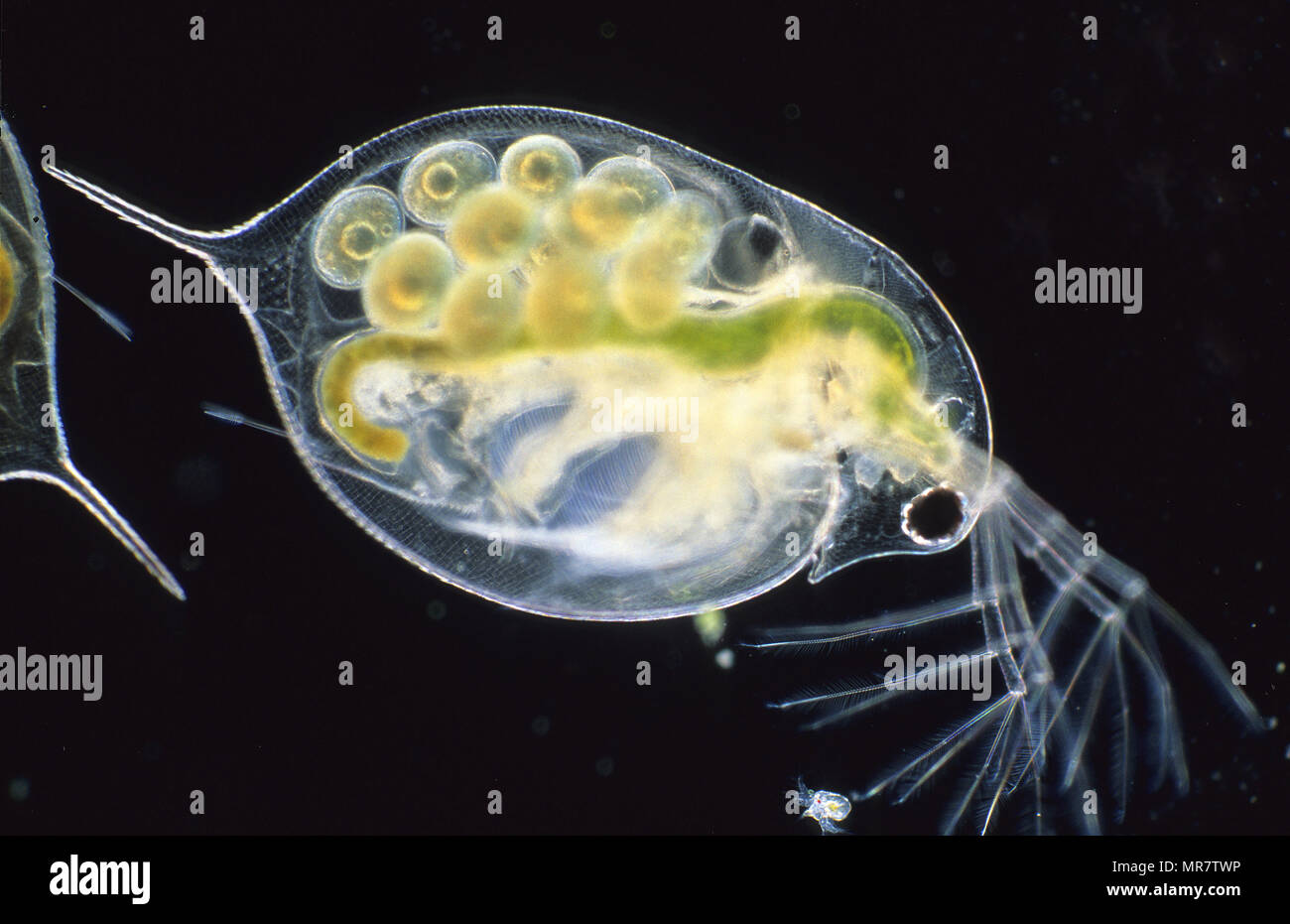 Daphnia pulex.Water flea with eggs.Copepod.Crustacean.Invertebrate.Optic microscopy Stock Photo