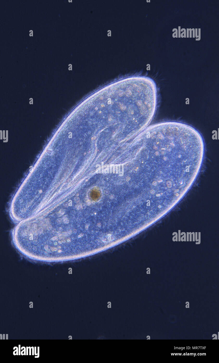 Conjugation.Cell division.Paramecium. Ciliata.Protozoan.Optic microscopy Stock Photo