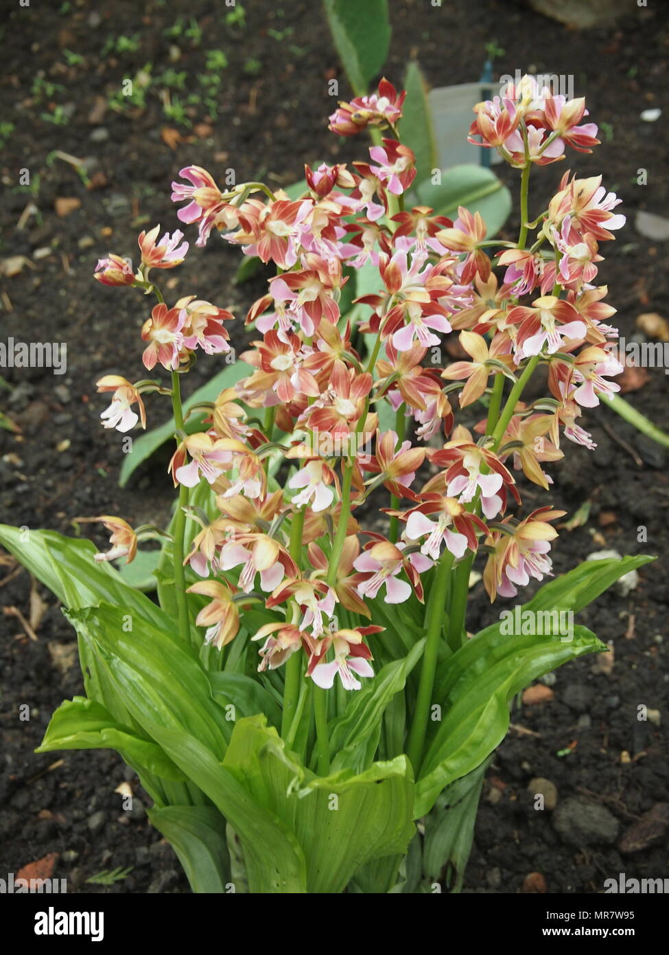 Calanthe orchid in flower Stock Photo
