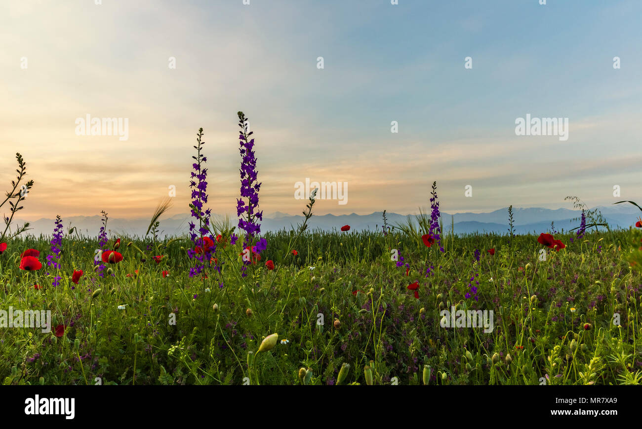 Poppies and wild lavender against the background of snow-capped mountains Stock Photo