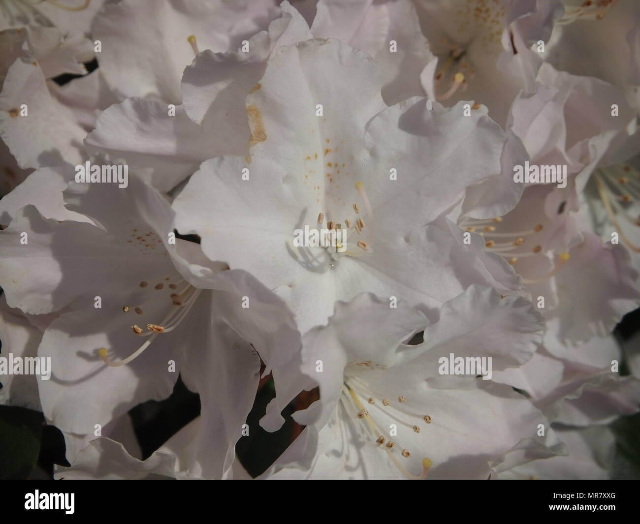 White Rhododendron 'Hoppy' Stock Photo