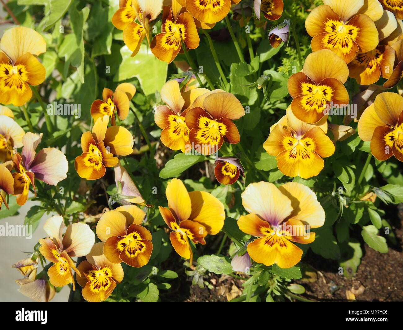 Flowers pansy pansies hires stock photography and images Alamy