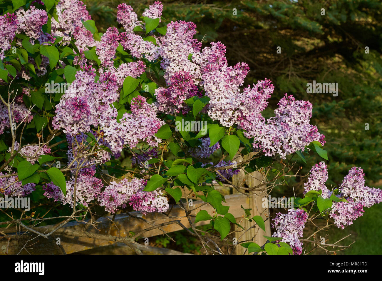 Close up view of beautiful Persian Lilacs in full bloom Stock Photo Alamy
