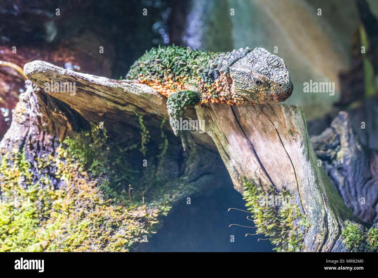 Crocodile lizard in a terrarium Stock Photo