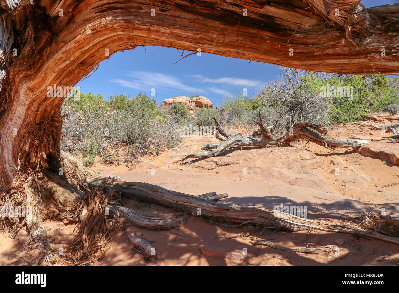 Hiking at the Arches National Park Moab Utah, found a shady place to rest under a dead bent tree Stock Photo