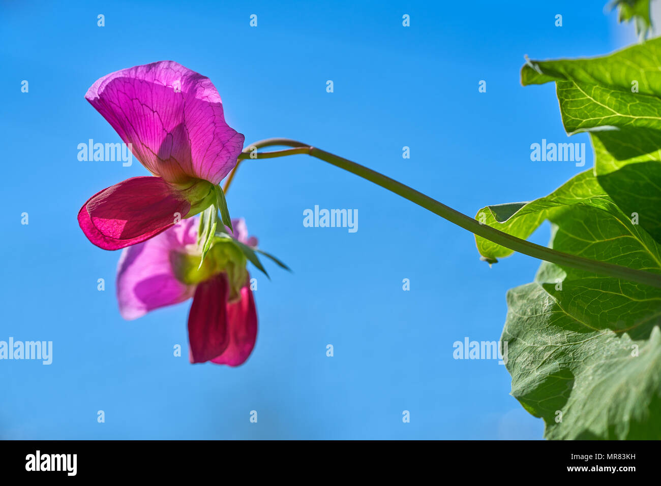 Snow pea pink flower in blue sky background Stock Photo Alamy