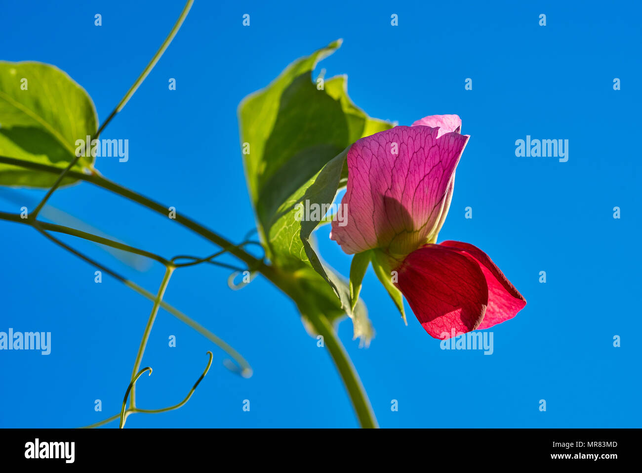 Snow pea pink flower in blue sky background Stock Photo Alamy
