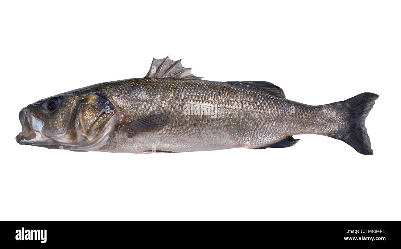 Seabass fishing Cut Out Stock Images & Pictures Alamy