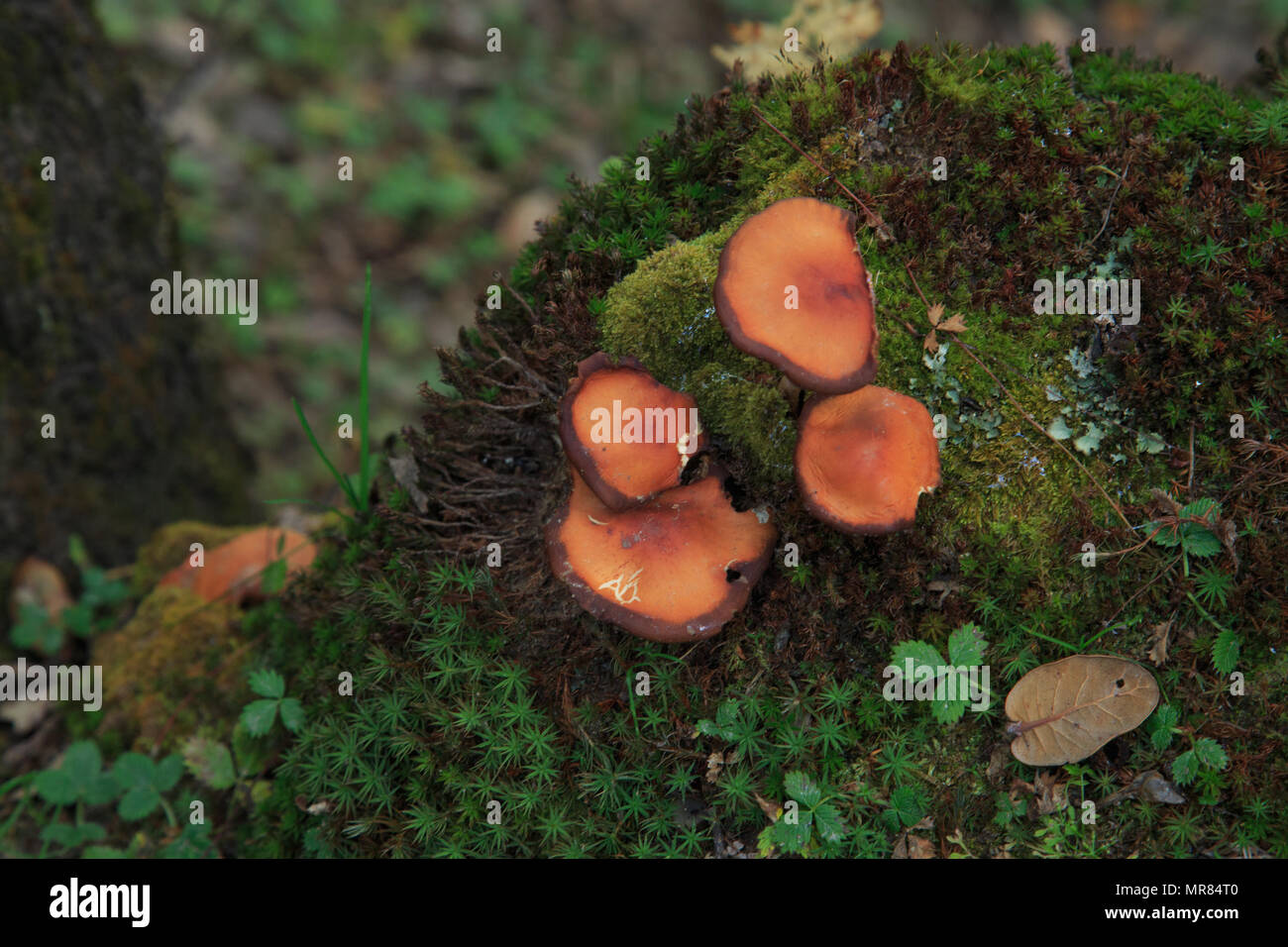 Wild Mushroom growing on the rocks - photographed at Jalori Pass (Himachal Pradesh, India) Stock Photo