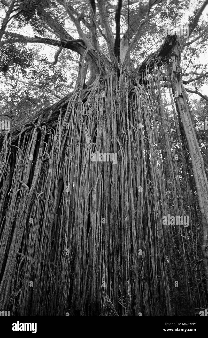 Curtain Fig Tree, a heritage-listed tree at Curtain Fig Tree Road, Yungaburra, Tablelands Region, Queensland, Australia: black and white version Stock Photo