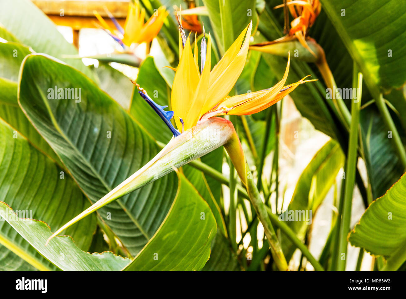 Bird of paradise flower, Strelitzia reginae, monocotyledonous flowering plant, Bird of paradise, Bird of paradise plant, Genus Strelitzia, exotic Stock Photo