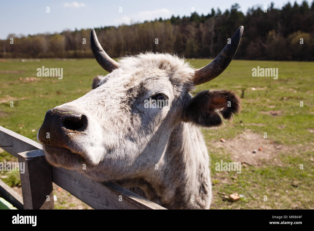 funny portrait of white cow on the farm Stock Photo - Alamy