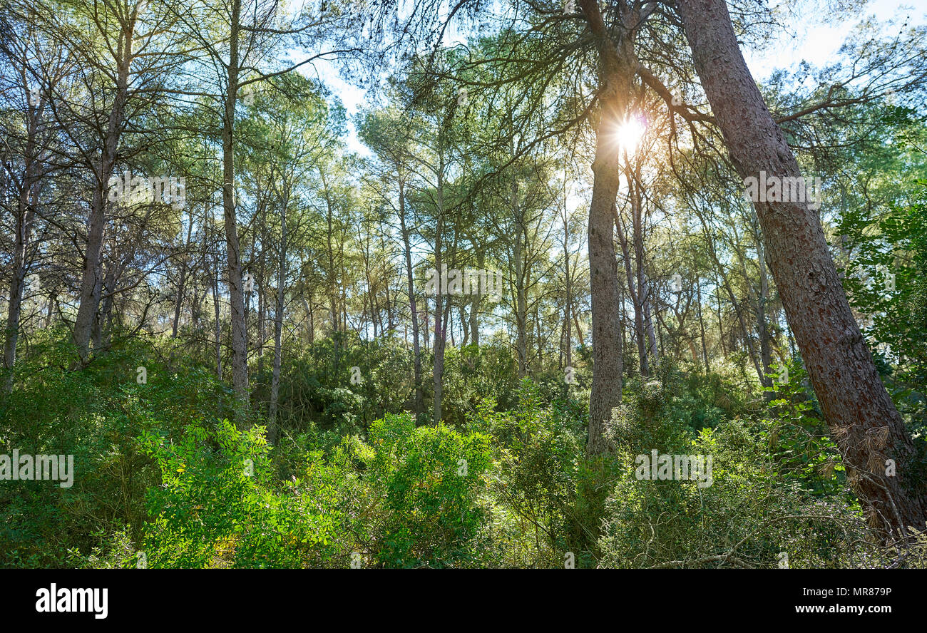 La Vallesa pine forest in La Canada village near Paterna of Spain Turia park Stock Photo