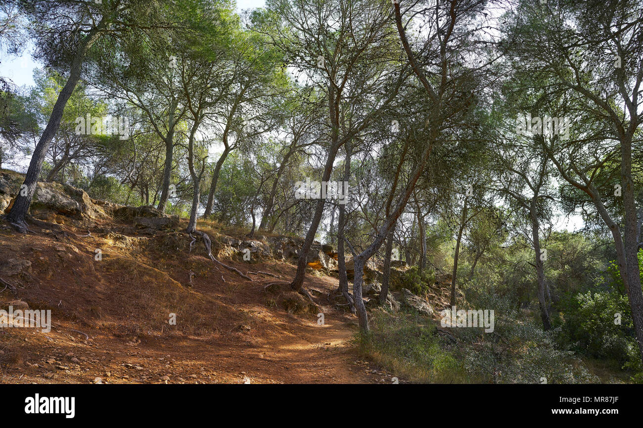 La Vallesa pine forest in La Canada village near Paterna of Spain Turia park Stock Photo