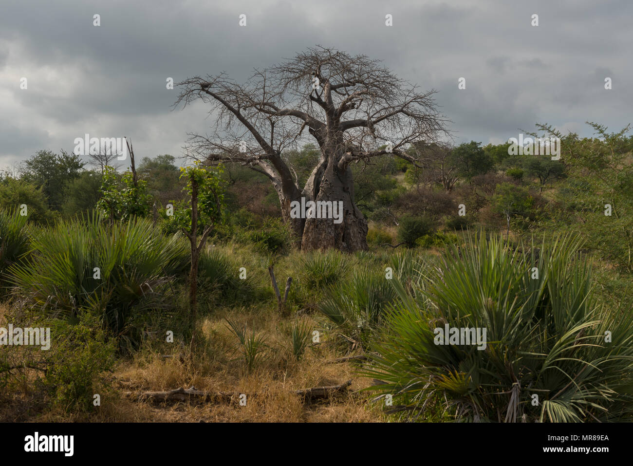 A large Baobab tree in The Makuleke Contract Park of Northern Kruger Stock Photo