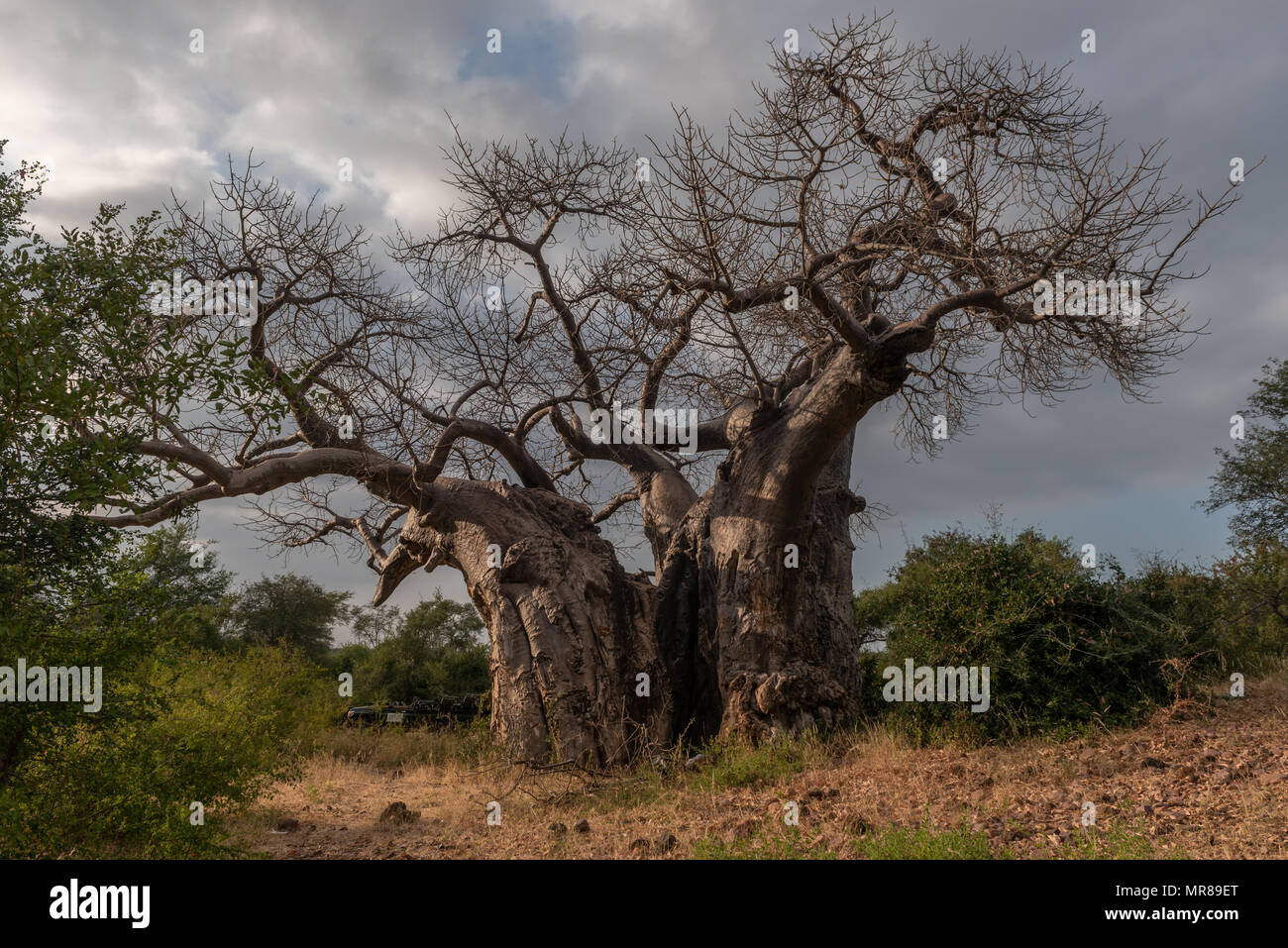 One of the Largest specimens of The Baobab Tree Stock Photo