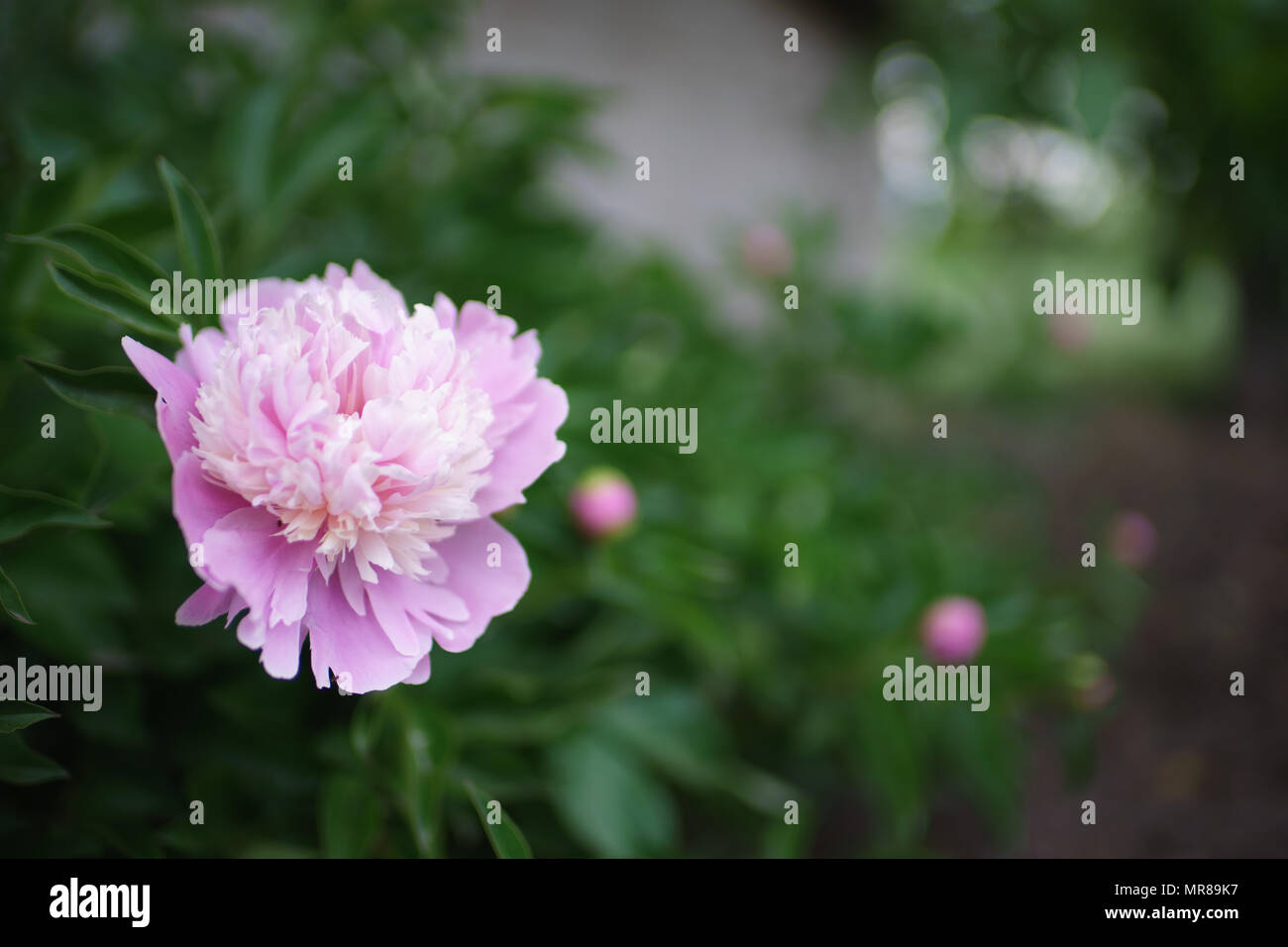 Gently pink peonies in the garden Stock Photo - Alamy