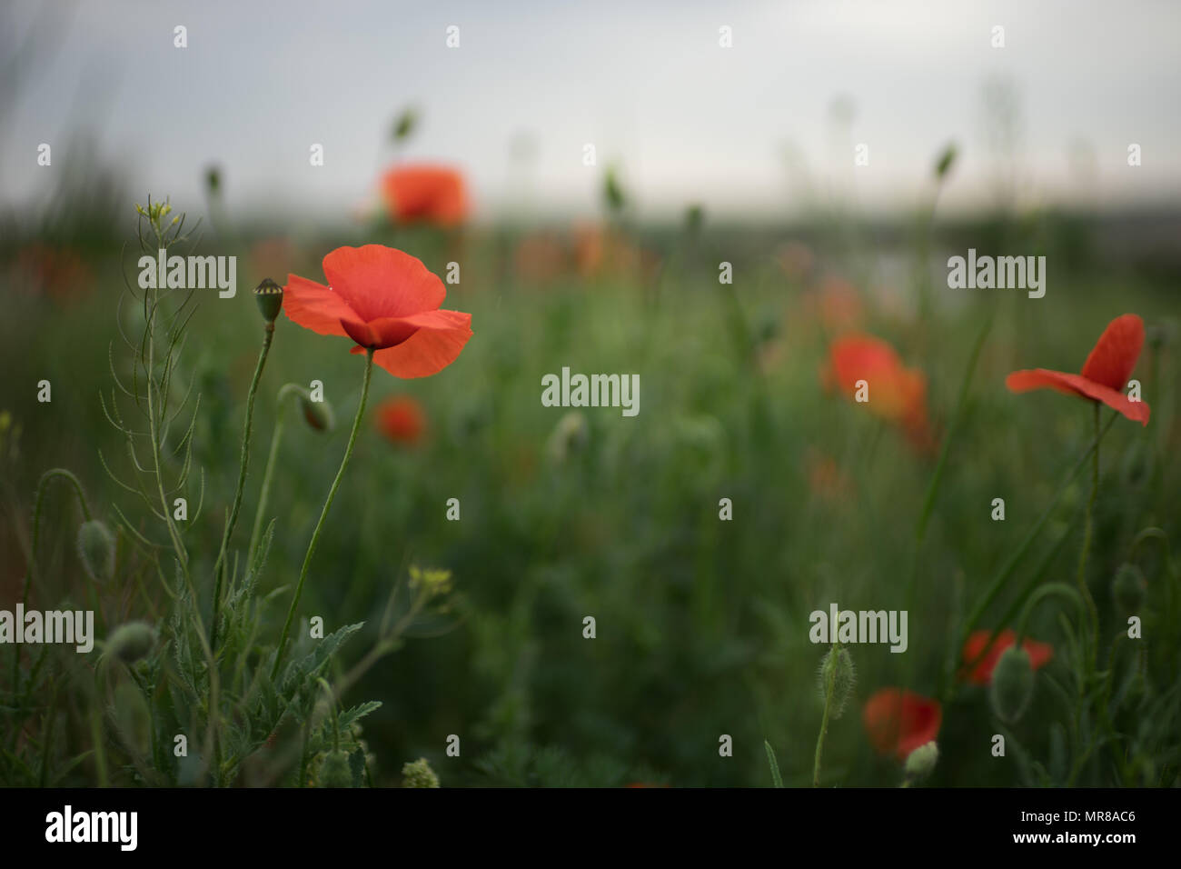 Field red flowers hi-res stock photography and images - Alamy