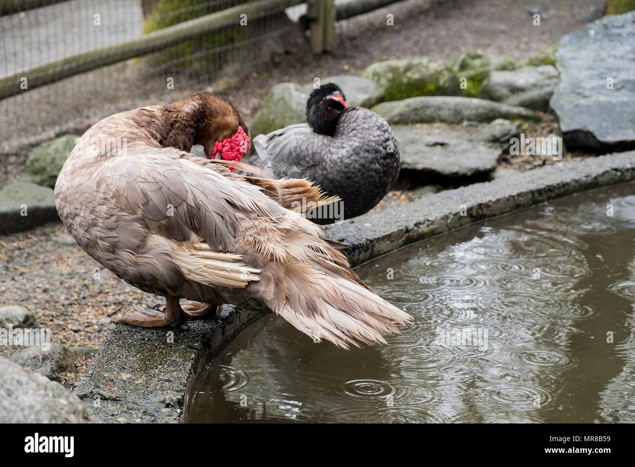 Some ducks in the petting zoo in Beacon Hill Park in Victoria, B.C. Stock Photo