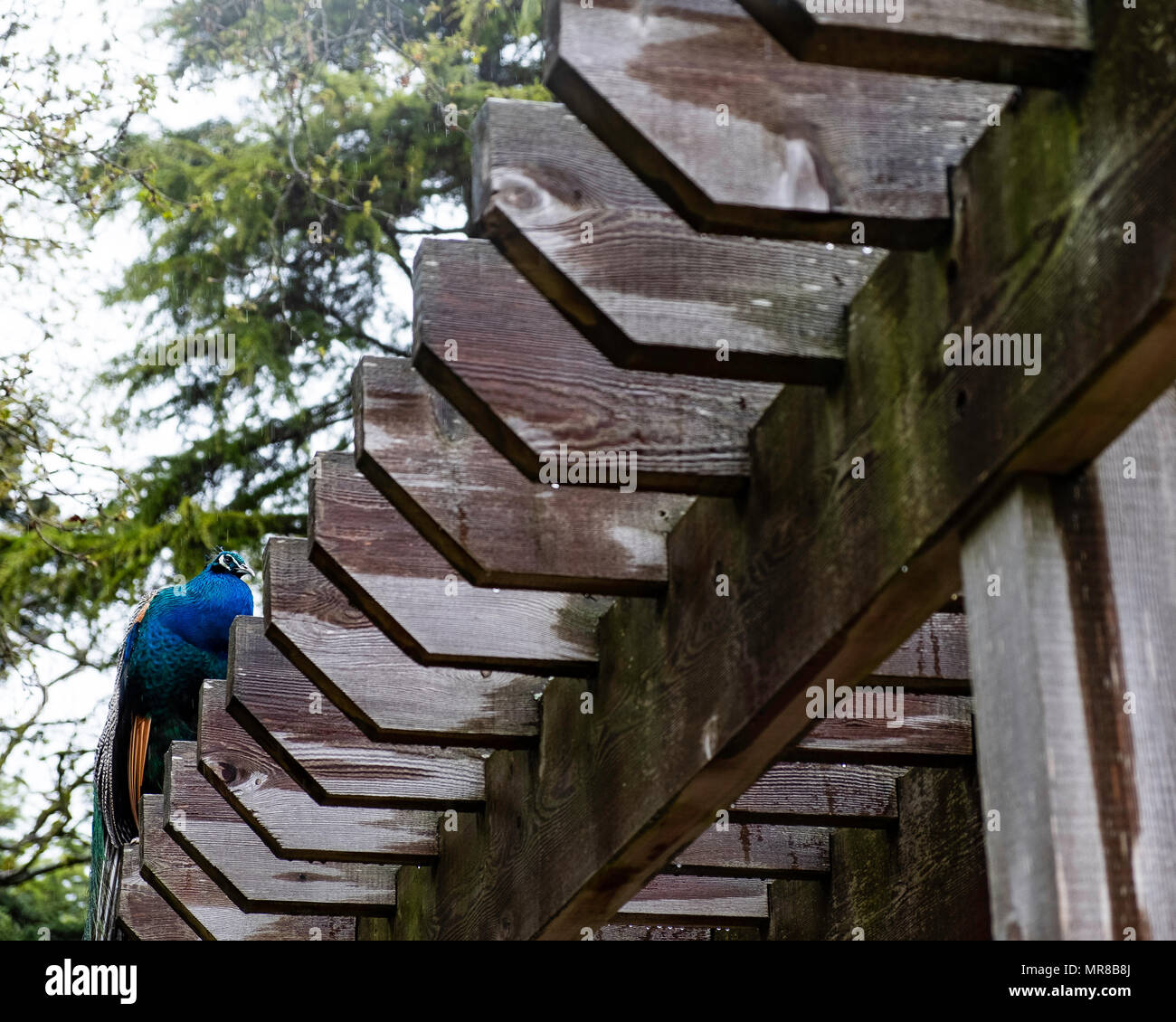 A peacock in the petting zoo in Beacon Hill Park in Victoria, B.C. Stock Photo