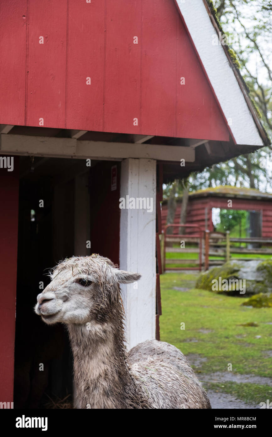 Petting Zoo Stock Photos Petting Zoo Stock Images Page 3 Alamy