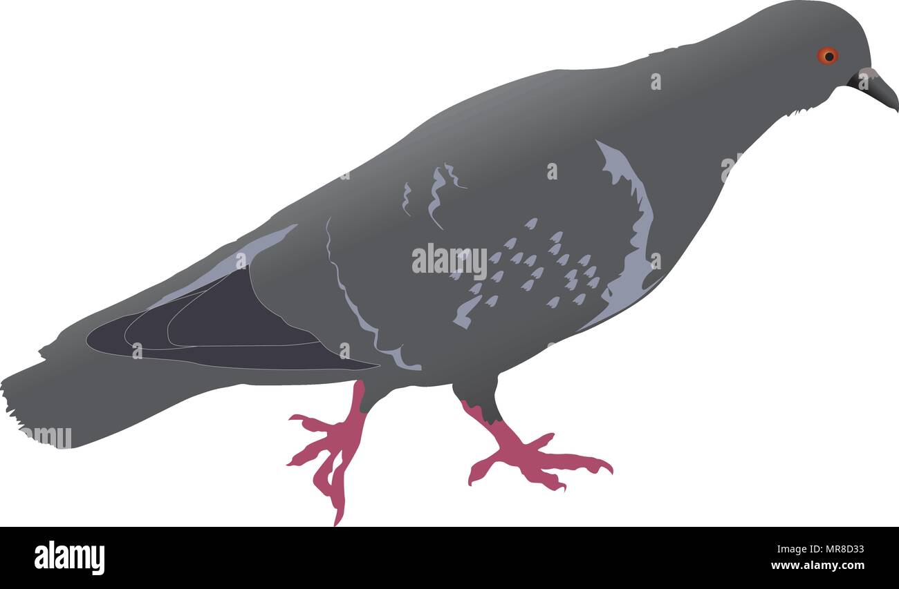 pigeon on the ground realistic vector illustration Stock Vector