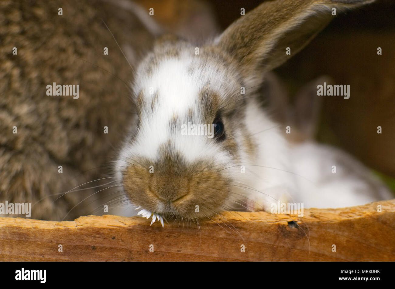 Pet rabbit hutch straw hires stock photography and images Alamy