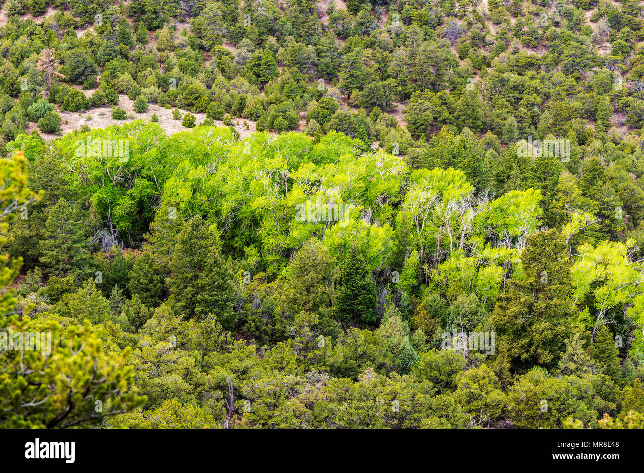 Aspen tree grove in springtime green; central Colorado; USA Stock Photo