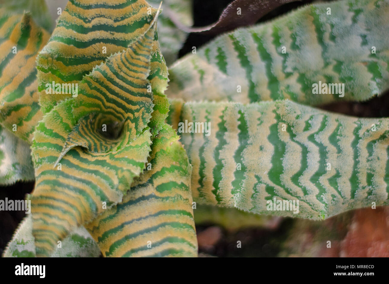 Cryptanthus Zonatus plant in botanical garden. close-up Stock Photo