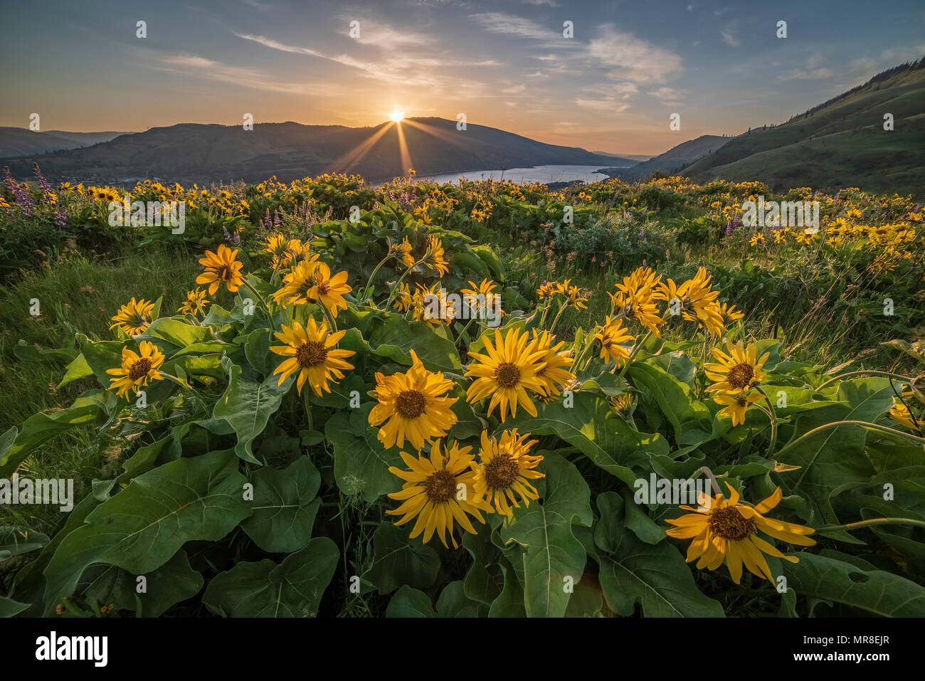 Balsamroot at The Nature Conservancy's Tom McCall Preserve overlooking the Columbia River Gorge in Oregon. Stock Photo