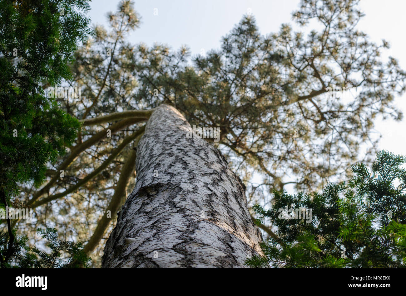 Bottom to top close up view of Black pine tree - 'Pinus nigra' trunk in botanical garden in Wroclaw, Poland Stock Photo