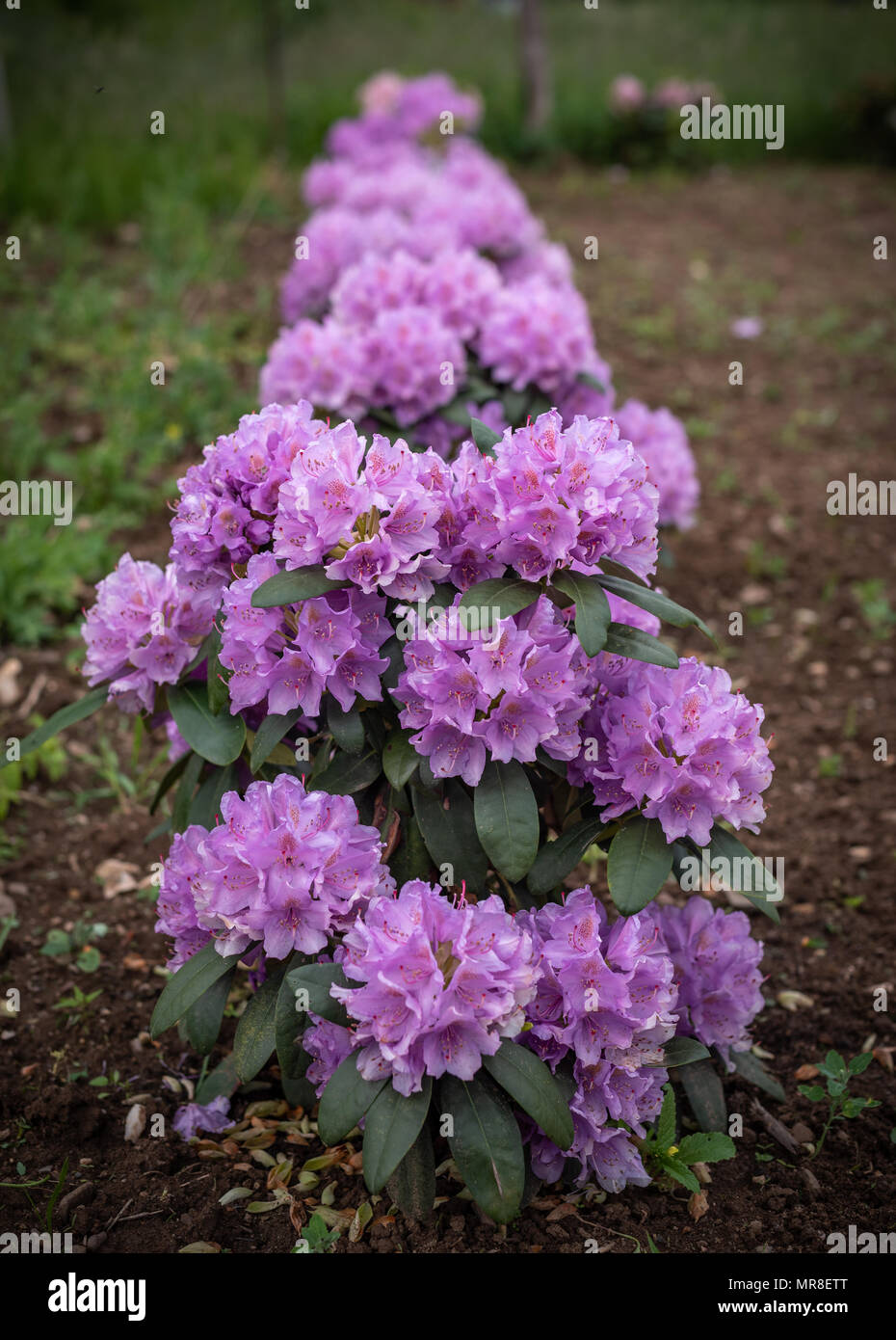 Beautiful purple azaleas rhododendron flowers hi-res stock photography ...