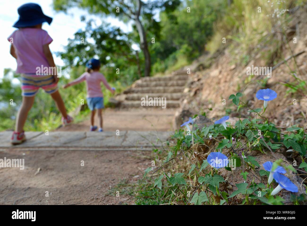 Brilliant blue flowers on drought tolerant plant, Castle Hill QLD 4810, Australia Stock Photo