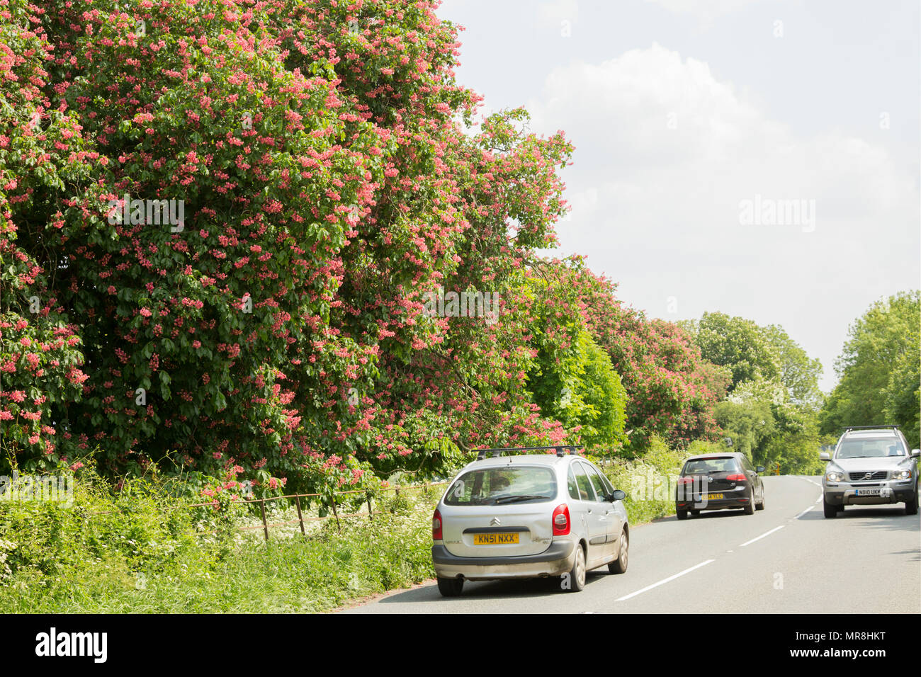 Red horse-chestnut, Aesculus x Carnea, growing along the side of a country road in Somerset England UK GB. Red horse-chestnut is a hybrid between hors Stock Photo