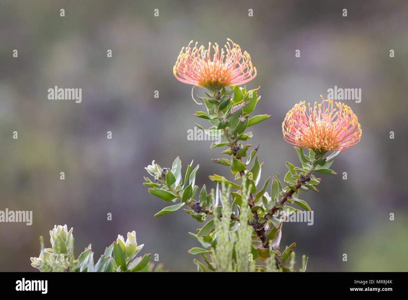 Beautiful Pincushion flowers in a private reserve. Stock Photo