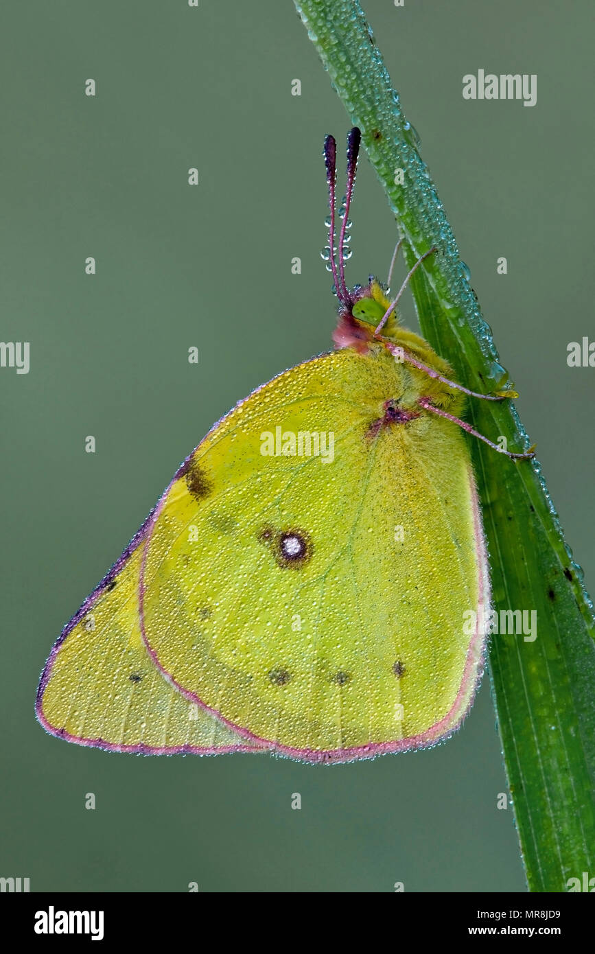 Dewy Clouded Sulphur Butterfly (Colias philodice), attached to blade of grass, E USA, by Skip Moody/Dembinsky Photo Assoc Stock Photo
