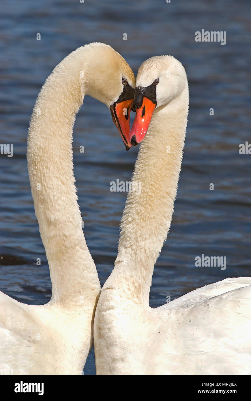 Mated pair of Mute Swans (Cygnus olor), E N America, by Skip Moody/Dembinsky Photo Assoc Stock Photo
