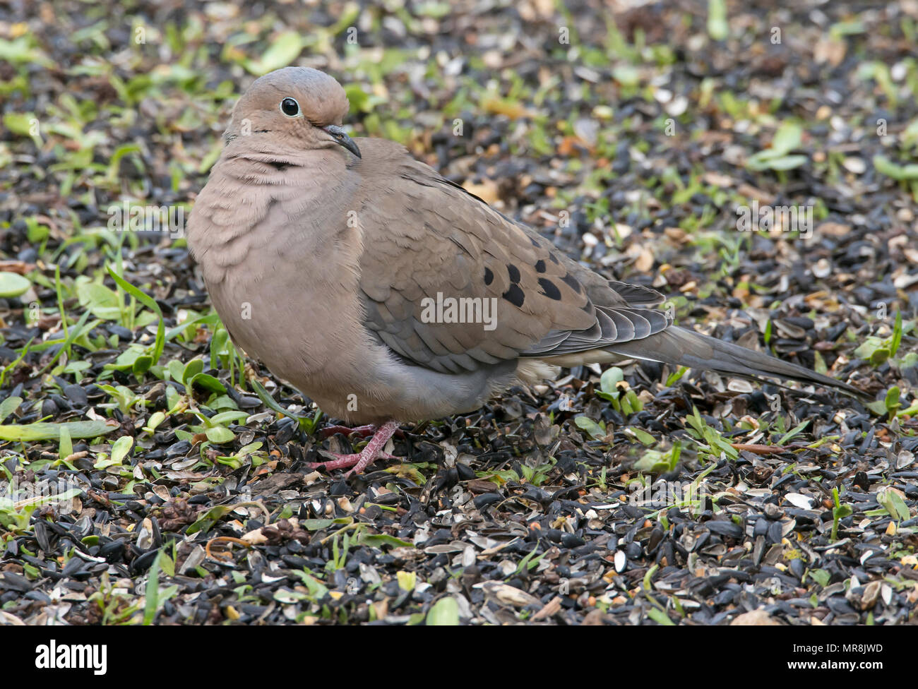 Ground doves hires stock photography and images Alamy