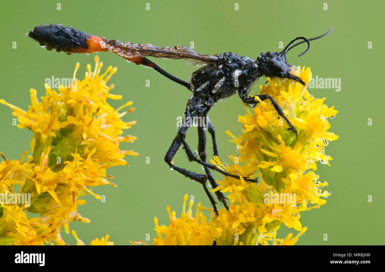 Thread-waisted Wasp (Ammophila procera) on goldenrod (Solidago sps), E USA, by Skip Moody/Dembinsky Photo Assoc Stock Photo