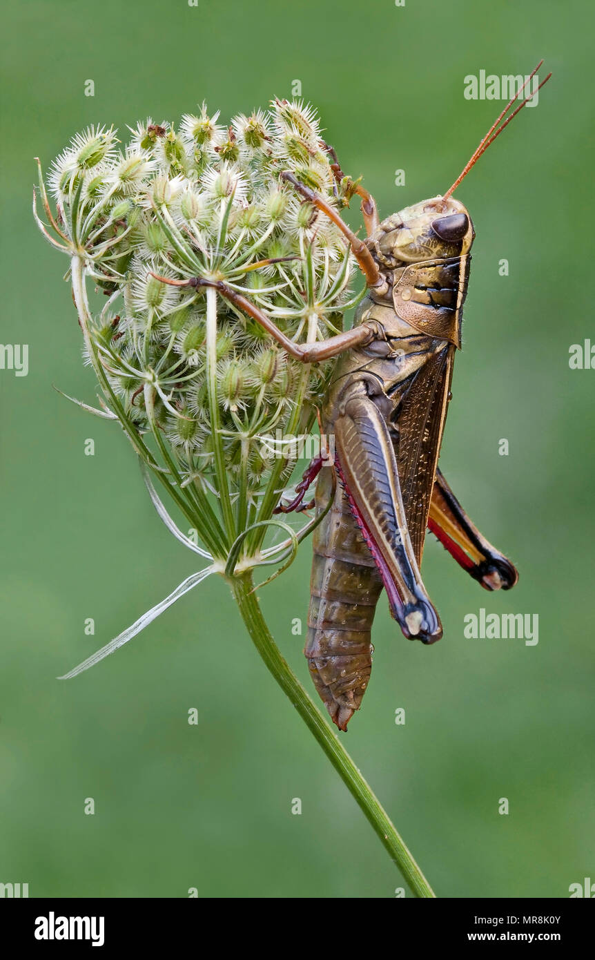Two-striped Grasshopper (Melanoplus bivittatus) on Queen Anne's Lace (Dacaus carota), E USA, by Skip Moody/Dembinsky Photo Assoc Stock Photo
